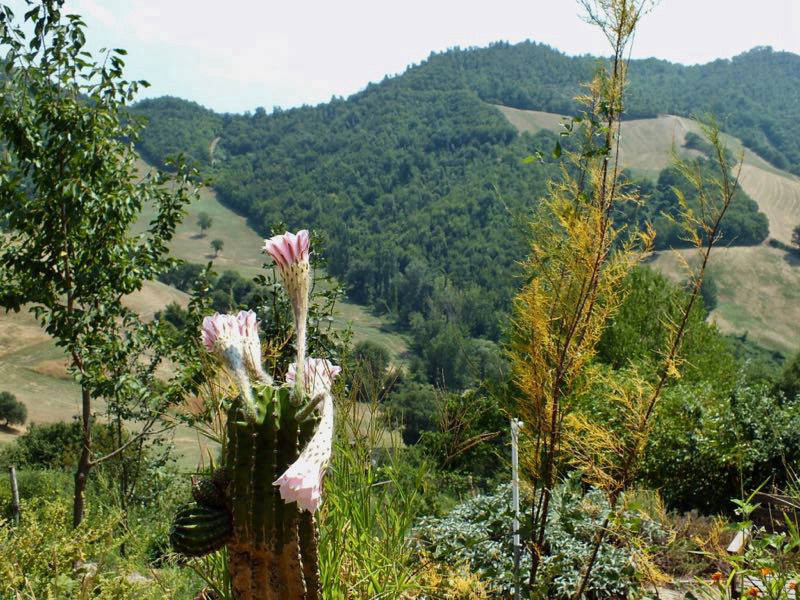 Blick in die Hügellandschaft